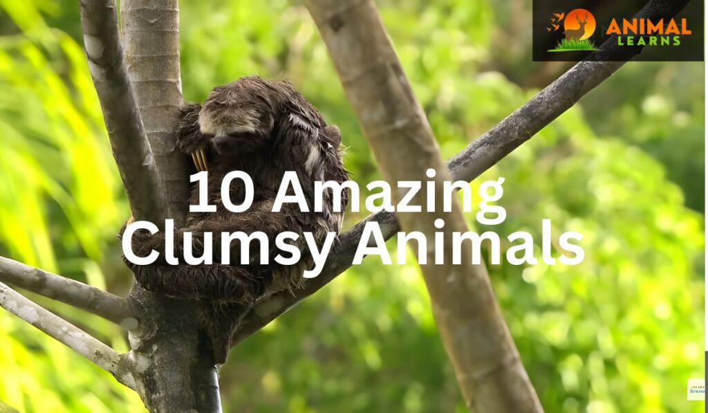 Top10 Amazing Clumsy Animals