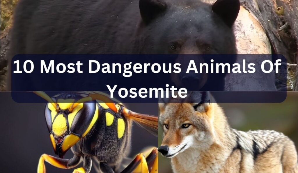 10 Most Dangerous Animals Of Yosemite