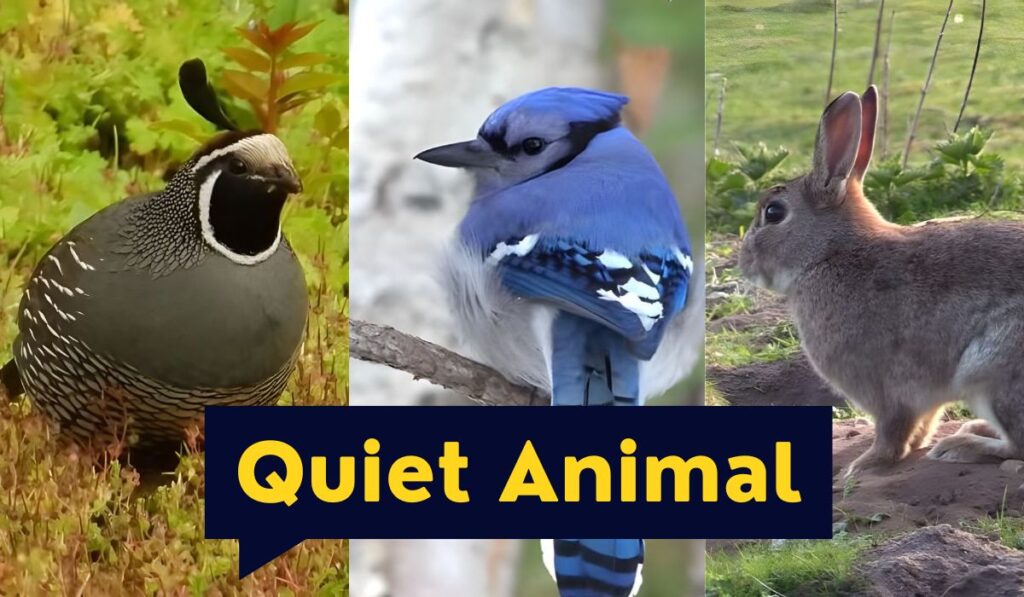 50 Quiet Animal Amazing Silent Stars of Nature