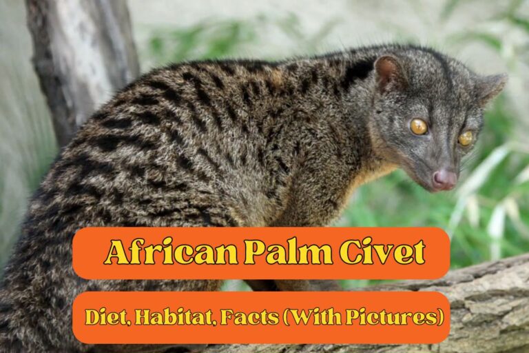 African Palm Civet: Diet, Habitat, Facts (With Pictures)