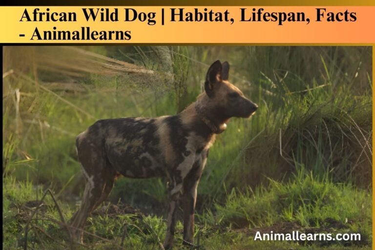 African Wild Dog | Habitat, Lifespan, Facts – Animallearns