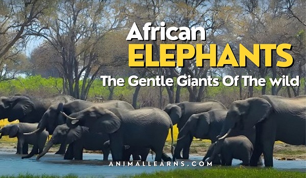 African Elephants | Types, Facts & Habitat – Animallearns