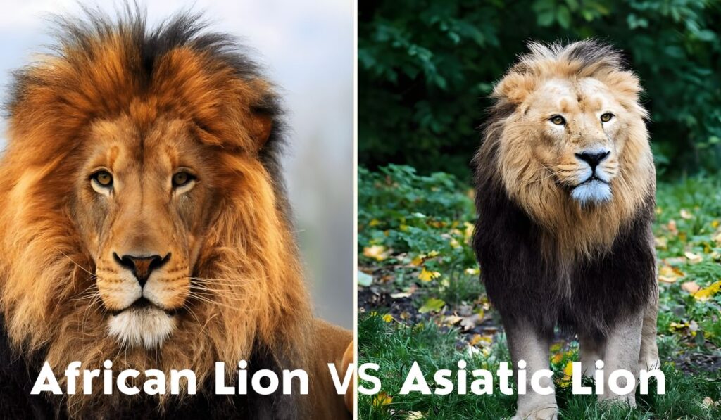 African vs. Asiatic Lions