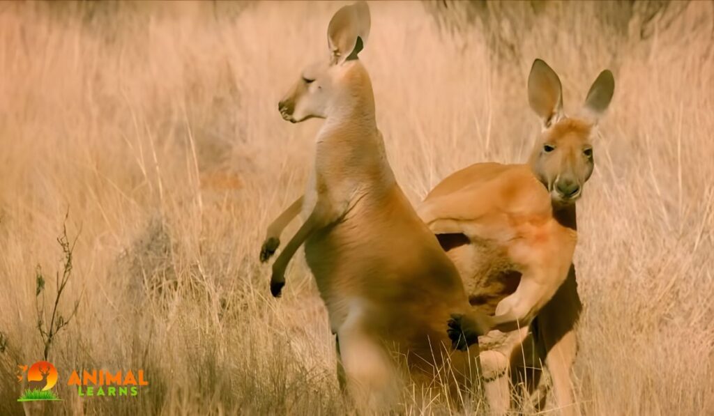 What Body Parts Do Male Kangaroos Have Instead?