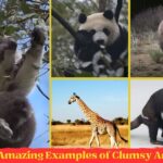 Amazing Examples of Clumsy Animals