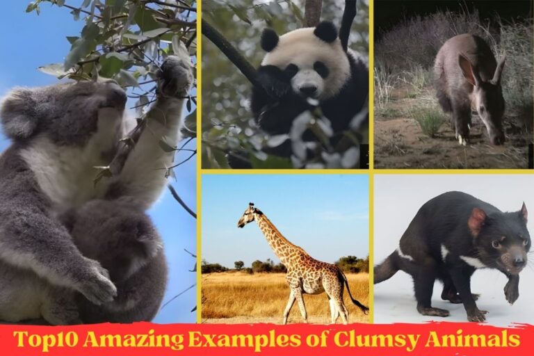 Top10 Amazing Examples of Clumsy Animals – Animallearns