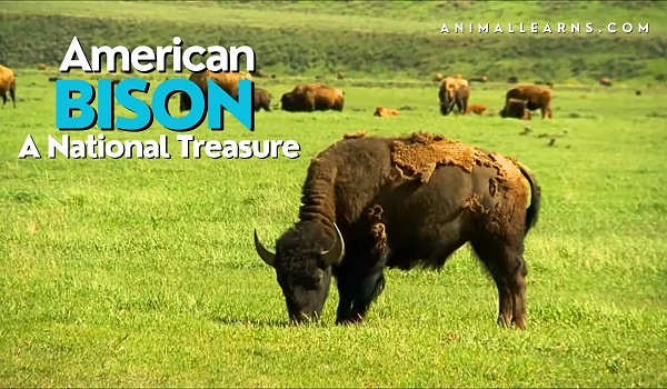 American Bison: Facts, Types (with pictures) – Animallearns