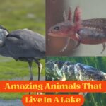 Animals That Live In A Lake