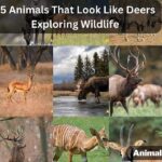 15 Animals That Look Like Deers : Exploring Wildlife
