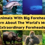 Animals With Big Foreheads