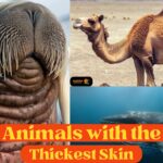 Animals with the Thickest Skin