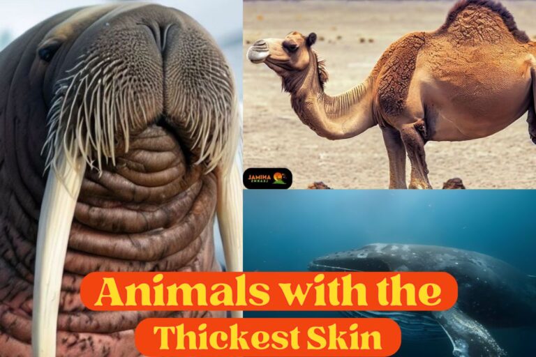 15 Animals with the Thickest Skin (With Pictures)