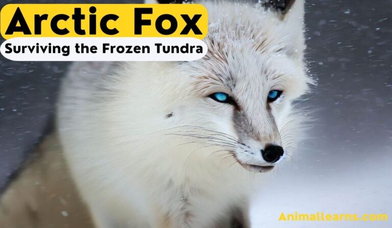Arctic Fox: Surviving the Frozen Tundra – Animallearns