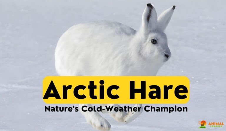 Arctic Hare: Nature’s Cold-Weather Champion