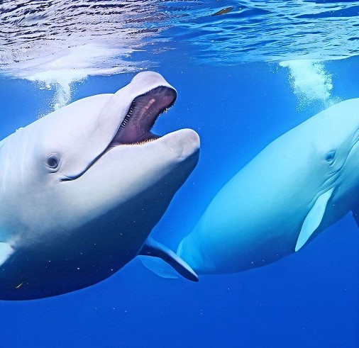 Are Beluga Whales Dangerous to Humans?