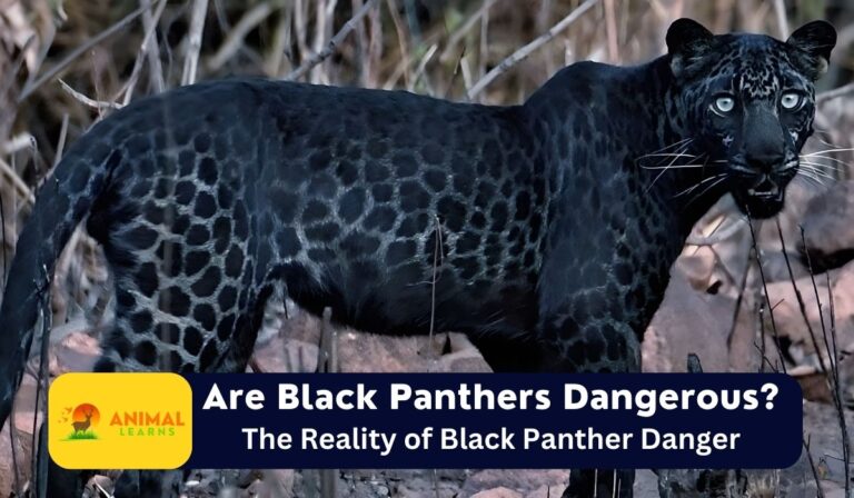 Are Black Panthers Dangerous?