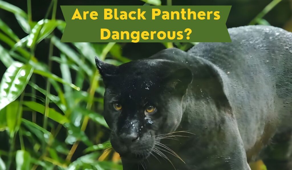 Are Black Panthers Dangerous The Reality of Black Panther Danger