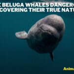 Are beluga whales dangerous