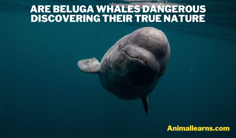 Are Beluga Whales Dangerous? Discover The Truth