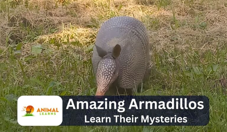 Amazing Armadillos: Learn Their Mysteries