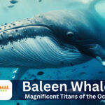 Baleen Whales