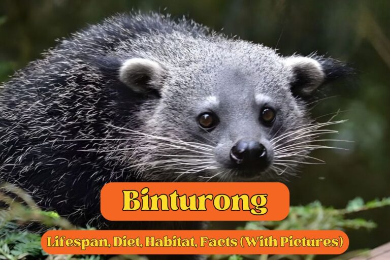 Binturong | Lifespan, Diet, Habitat, Facts (With Pictures)
