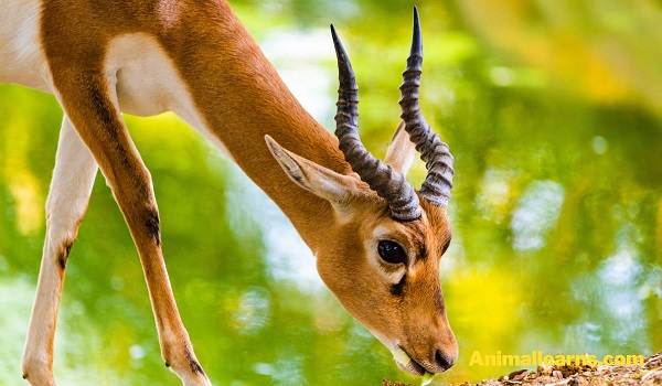 Blackbuck (Antilope Cervicapra) - Animals That Look Like Deers