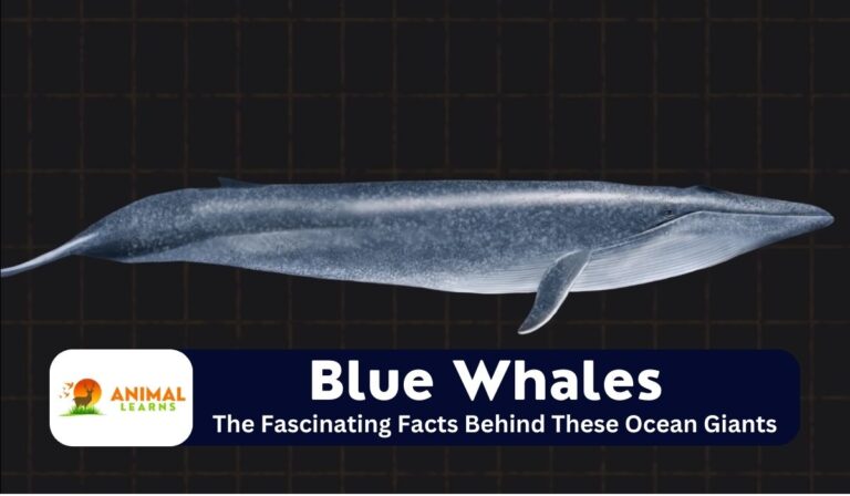 Blue Whales: Earth’s Largest Creatures