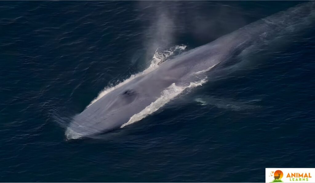 Blue Whales: Earth's Largest Creatures