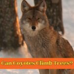 Can Coyotes Climb Trees