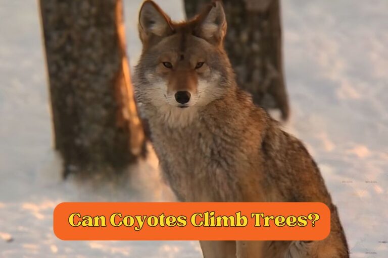 Can Coyotes Climb Trees? The Amazing Climbing Secrets