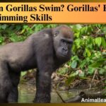 Can Gorillas Swim