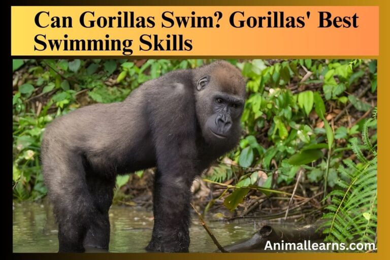 Can Gorillas Swim? Gorillas’ Best Swimming Skills
