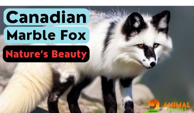 Canadian Marble Fox | Nature’s Beauty