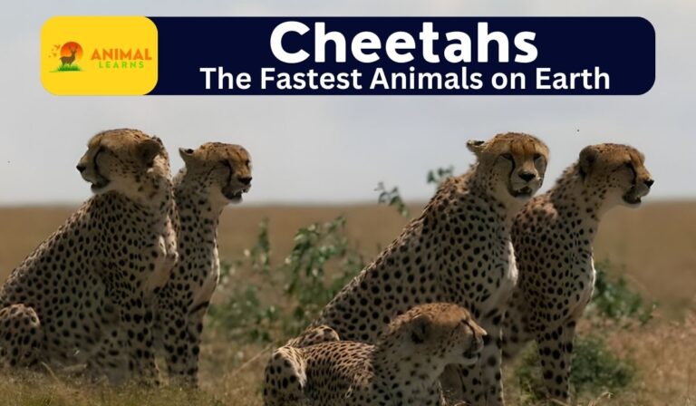 Cheetahs: The Amazing Fastest Animals on Earth