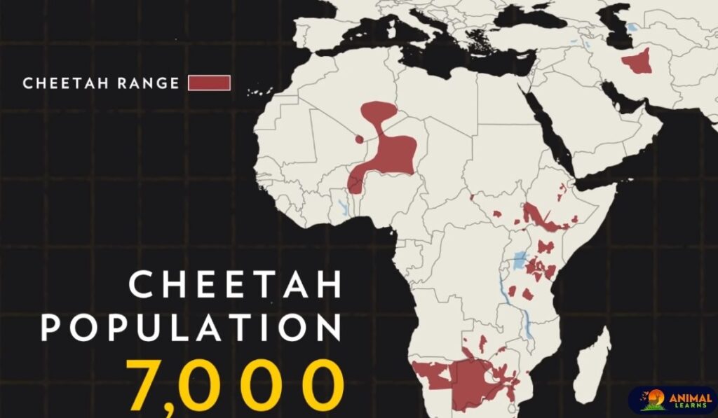 Cheetahs Around the World