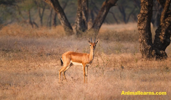 Chinkara (Gazella Bennettii) - Animals That Look Like Deers