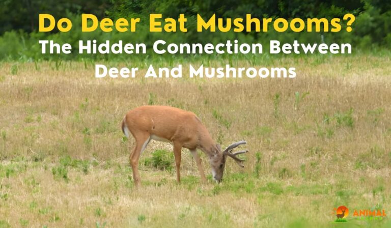 Do Deer Eat Mushrooms? A Fascinating Insight