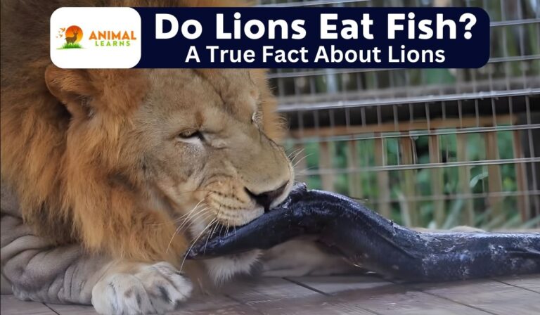 Do Lions Eat Fish? An Amazing Fact About Lions