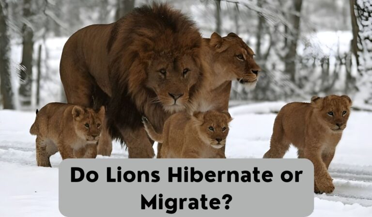 Do Lions Hibernate or Migrate?