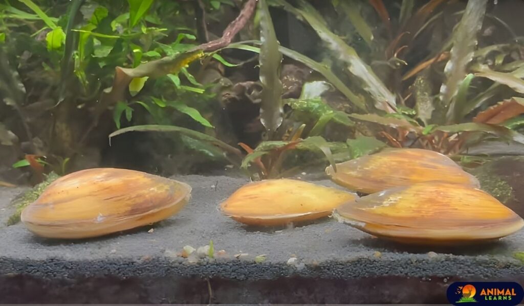 Freshwater clams