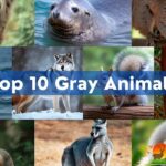 Gray Animals
