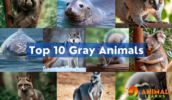 Top 10 Gray Animals: Nature’s Hidden Marvels