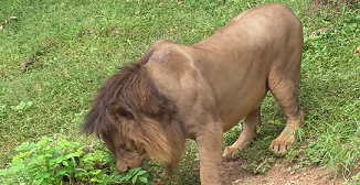 Have lions ever tried unconventional diets?