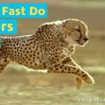 How Fast Do Tigers Run?