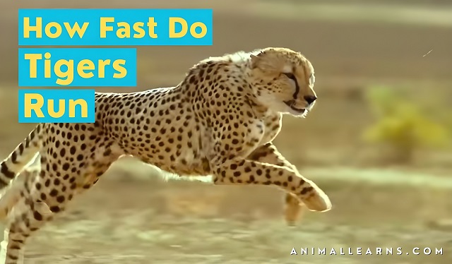 How Fast Do Tigers Run? Discover Tiger Running Speed