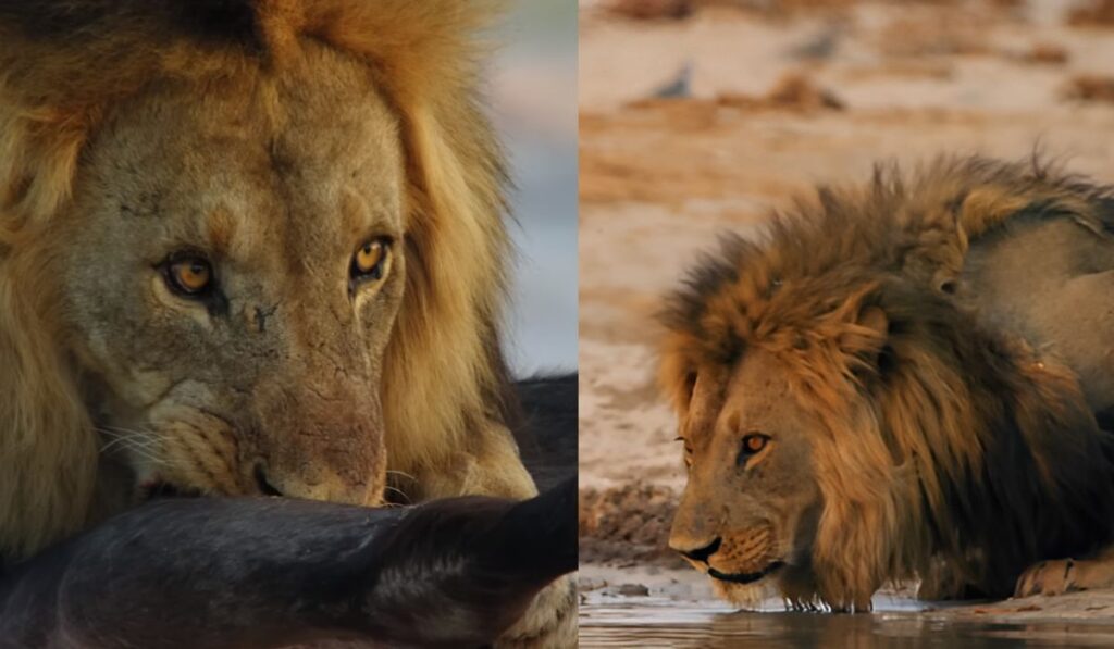 How long can a lion survive without food or water?