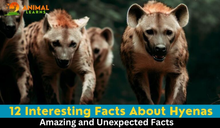 12 Interesting Facts About Hyenas – Animallearns