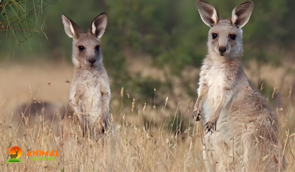Miscarriage of Male Kangaroos and Twins