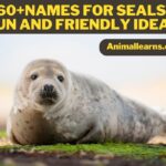 Names for seals, seal names